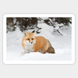 Red Fox - Algonquin Park Sticker